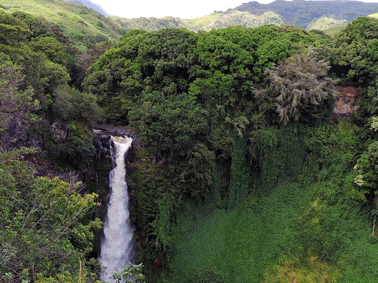 The Powerhouse of Biodiversity: Exploring the Amazon Rainforest